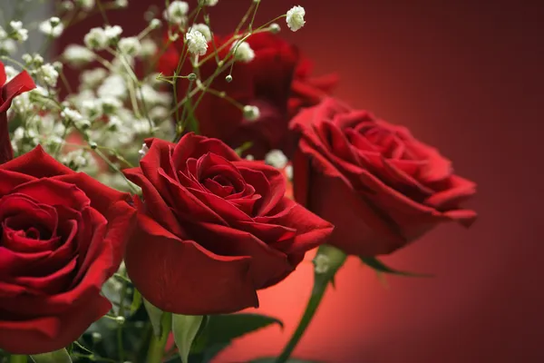 Strauß roter Rosen. — Stockfoto