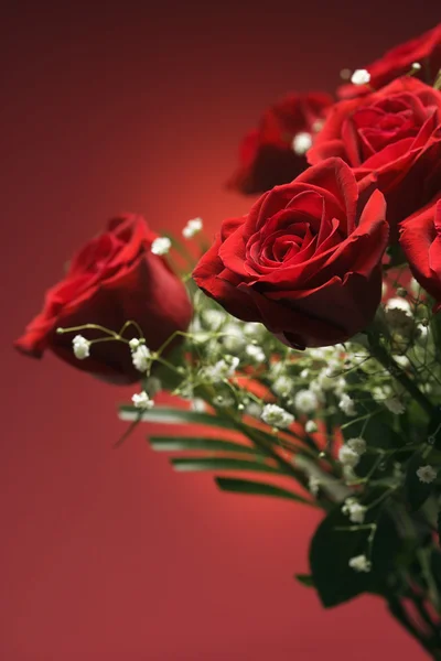 Аромат красных роз. — стоковое фото