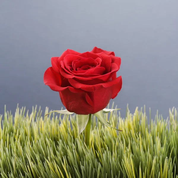 Vörös rózsa a fűben. — Stock Fotó