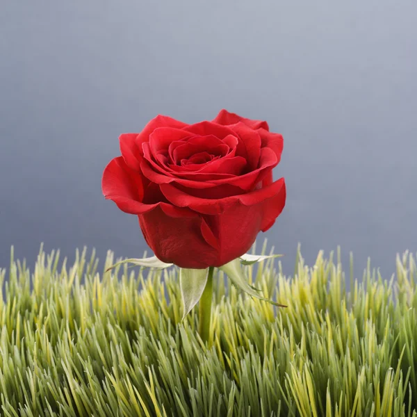 stock image Red rose in grass.