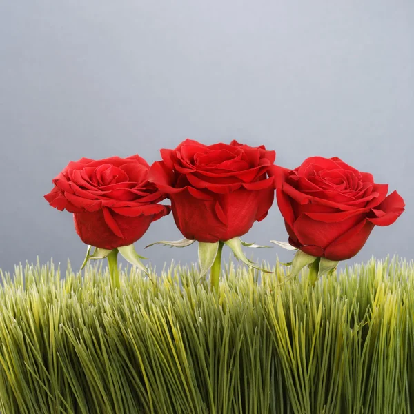Красные розы в траве . — стоковое фото