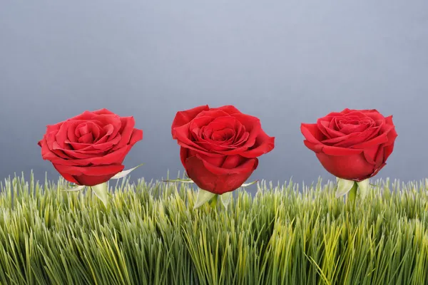 stock image Red roses in grass.