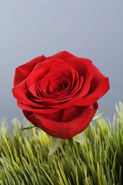 Κόκκινο τριαντάφυλλο στο γρασίδι. — Φωτογραφία Αρχείου