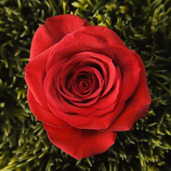 在草丛中的红玫瑰. — 图库照片