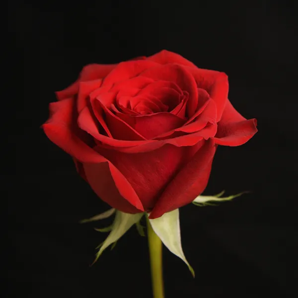 Rosa vermelha em preto . — Fotografia de Stock
