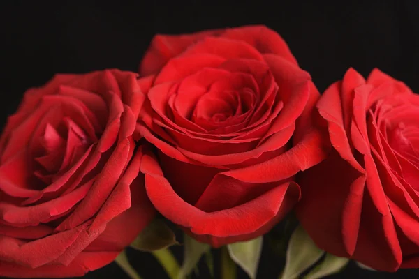 Rosas rojas sobre negro. — Foto de Stock