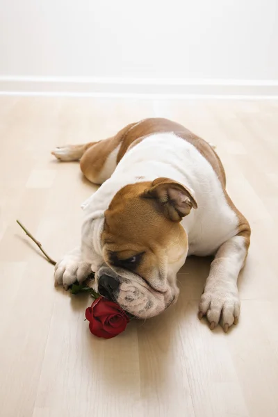 Собака нюхает красную розу . — стоковое фото