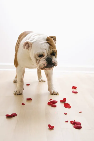 Cane guardando petali . — Foto Stock