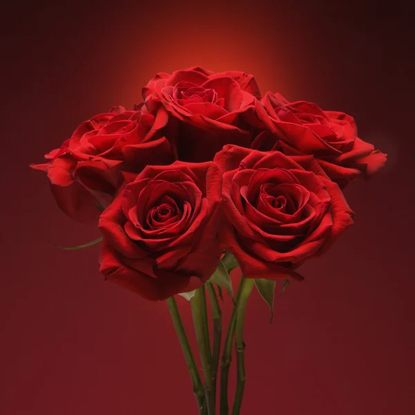 Vörös rózsa csokor. — Stock Fotó