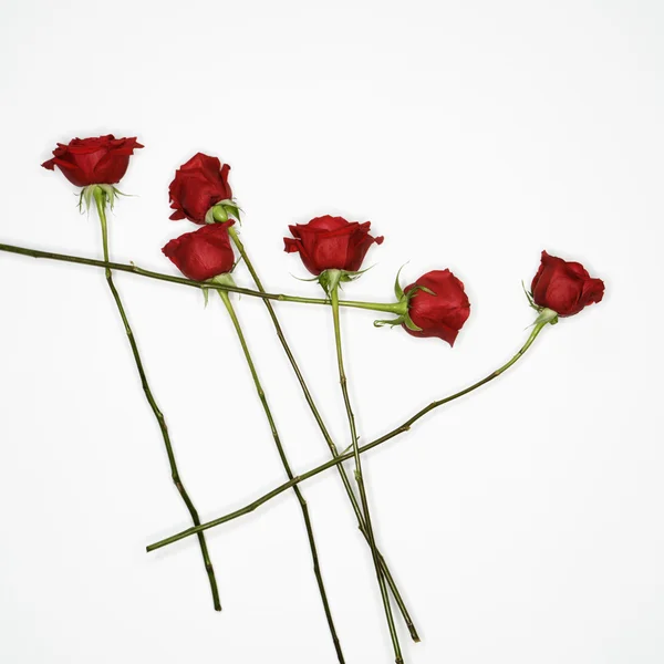 Röda rosor på vit. — Stockfoto