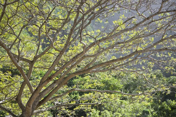 나무 가지. — 스톡 사진