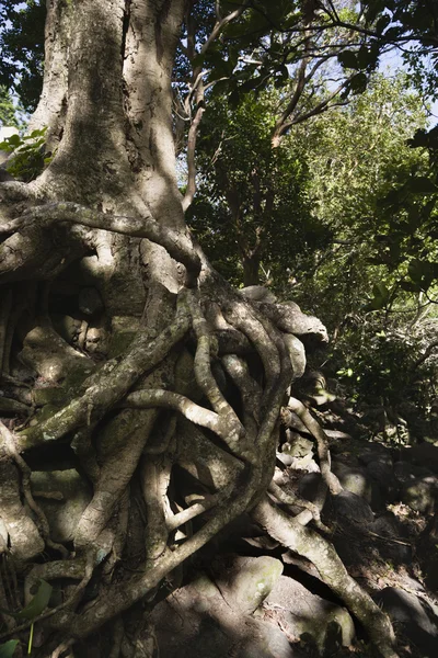 Запутанные корни деревьев — стоковое фото