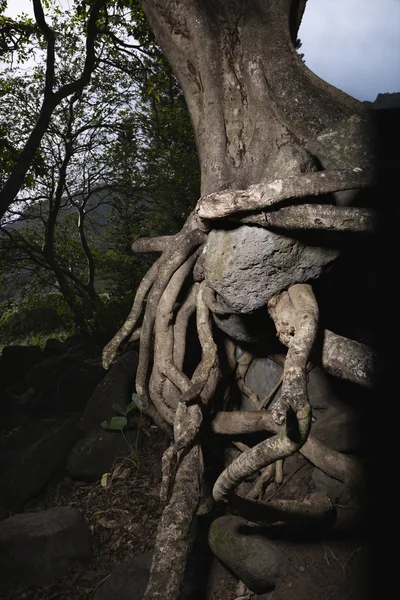 Tangled дерева коріння — стокове фото