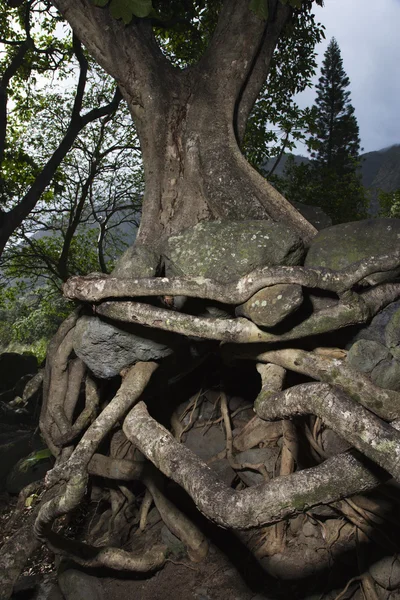 Raízes de árvores em ângulo — Fotografia de Stock