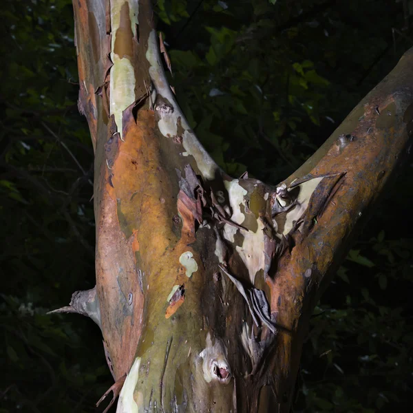 Peeling bark of tree. — Stock Photo, Image