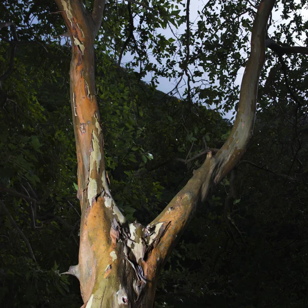 Casca de casca de árvore . — Fotografia de Stock