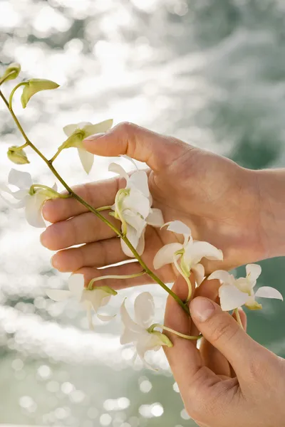 Mãos segurando orquídeas . — Fotografia de Stock