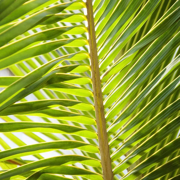 Foglia di palma . — Foto Stock