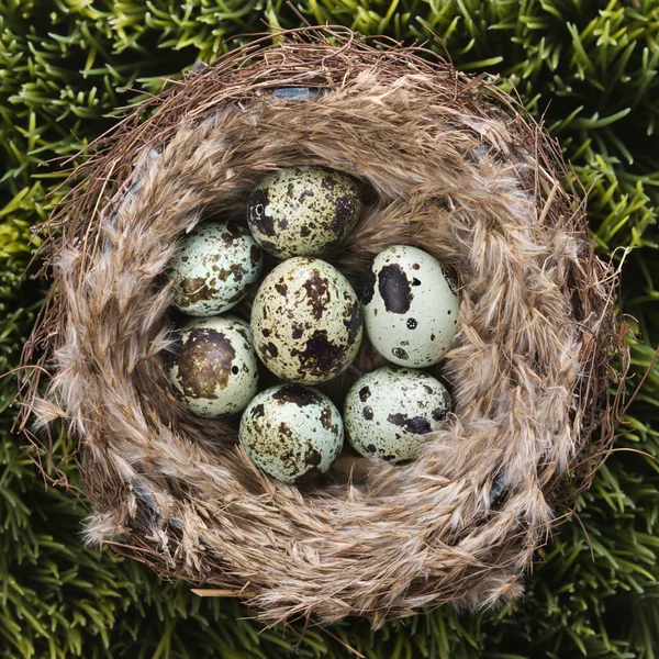 Eier im Nest. lizenzfreie Stockbilder