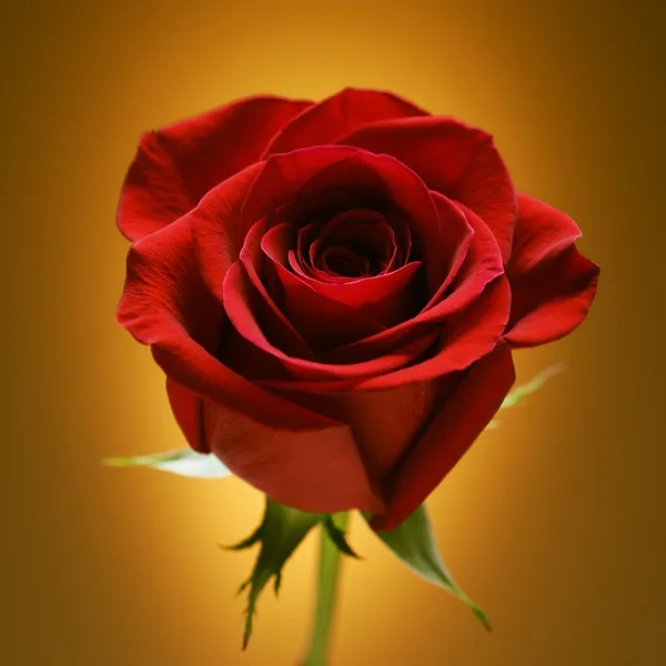 Red rose on gold. Stock Picture