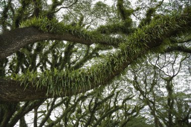 Trees Covered in Growth clipart