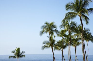 Palmiye ağaçları ve okyanus