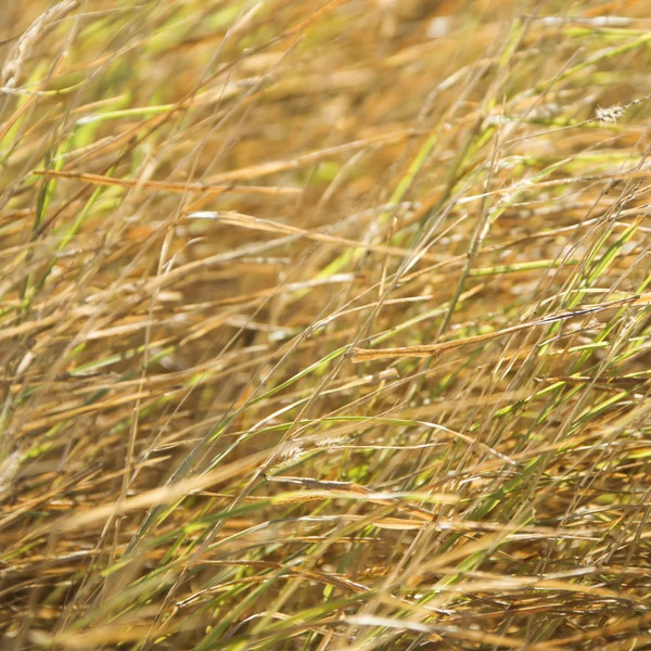 Трава . — стокове фото