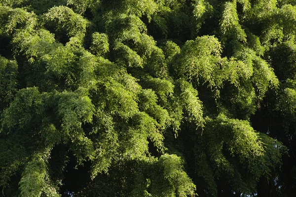 Zelené listoví. — Stock fotografie