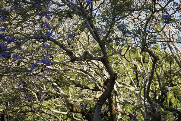 Дерево Джакаранды . — стоковое фото