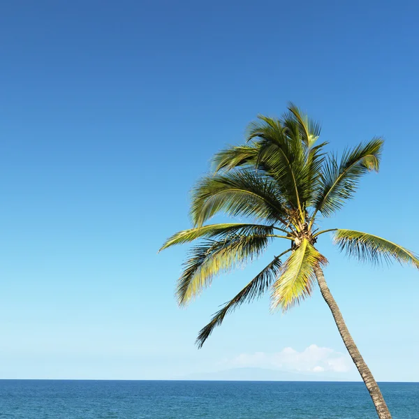 Palmeira e oceano . — Fotografia de Stock