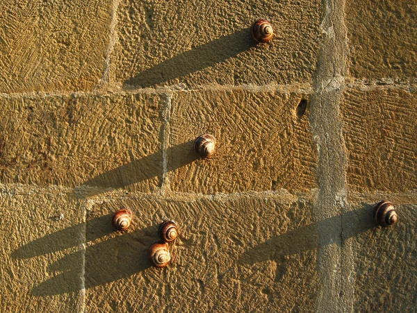 Caracoles en la pared de piedra —  Fotos de Stock