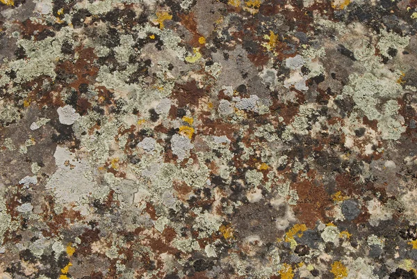 Korstmossen en mossy rock oppervlak — Stockfoto