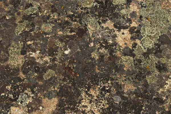 Lichens y musgo en la superficie de la roca — Foto de Stock