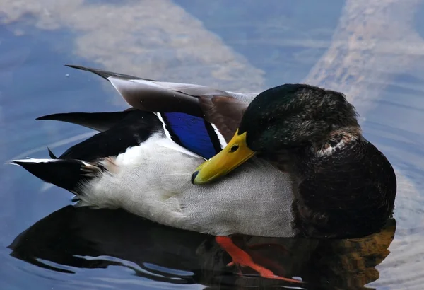 stock image Duck in lake water