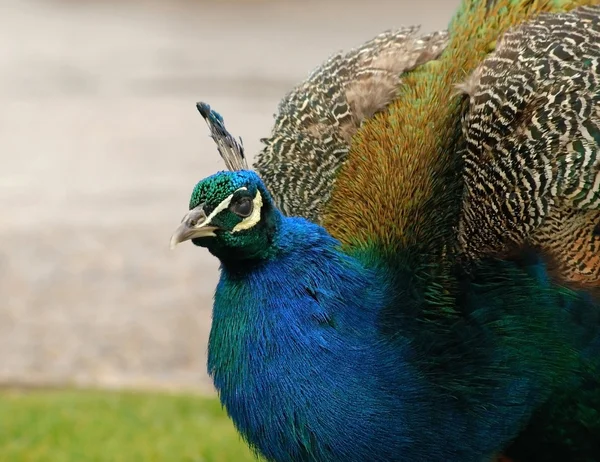 Peacock close-up — Stock Photo, Image