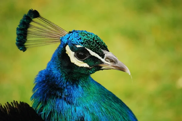 Peacock head close-up — Stock Photo, Image