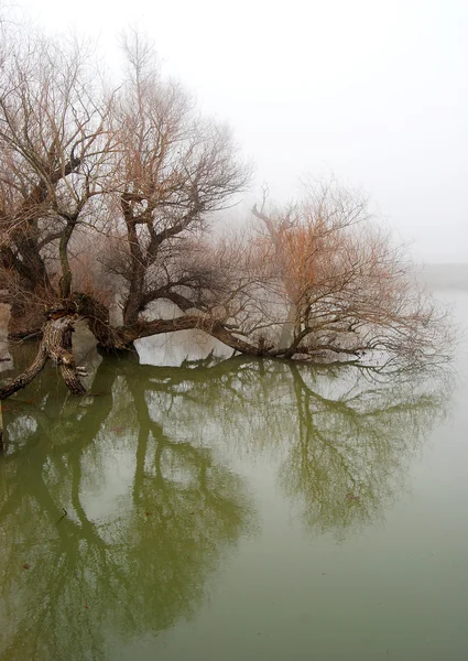 Ağaç şişmiş sularda — Stok fotoğraf