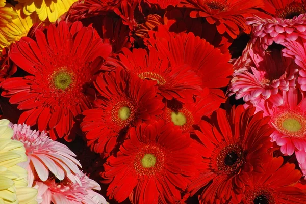 Stock image Red gerbera as background