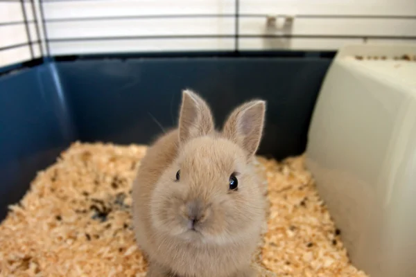 Karzeł królik beżowy szczeniak w klatce — Zdjęcie stockowe