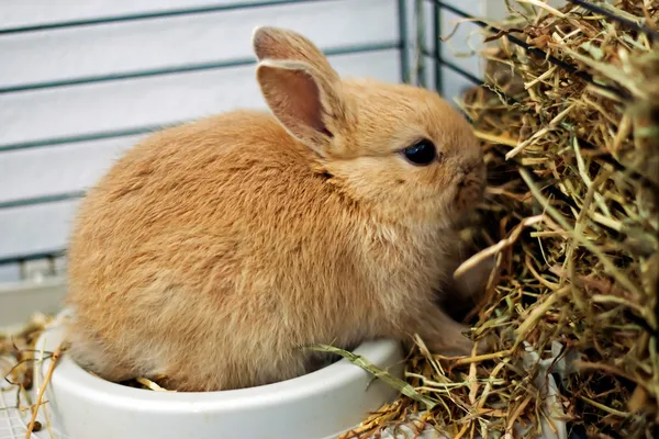 Rabbit feeds from the trough — Stock Photo, Image