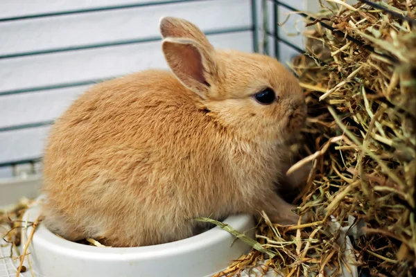 El conejo se alimenta del comedero Imagen de stock