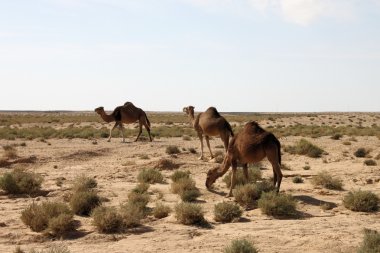 deve geçerken yol levhası