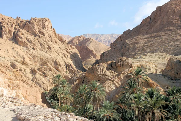 Canyon en de woestijn oase van tozeur — Stockfoto