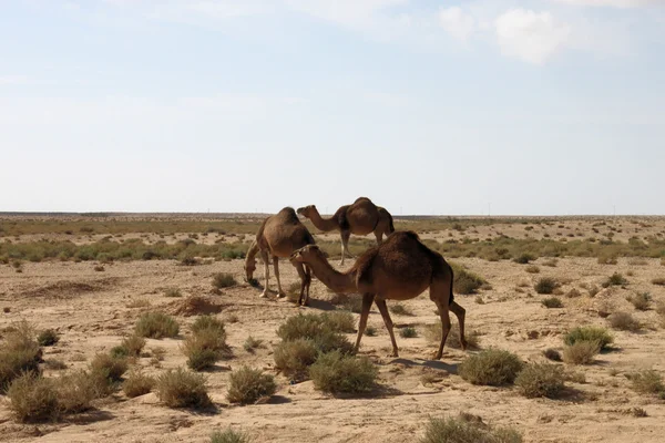 stock image Camel crossing road sign