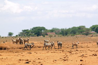 Zebralar Savannah tsavo Parkı