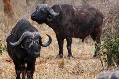 tsavo park savannah buffalo