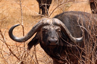 Buffalo in the savannah of Tsavo park clipart