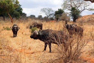 tsavo park savannah buffalo