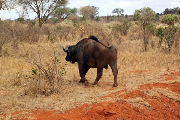 Stock image Buffalo in the savannah of Tsavo park