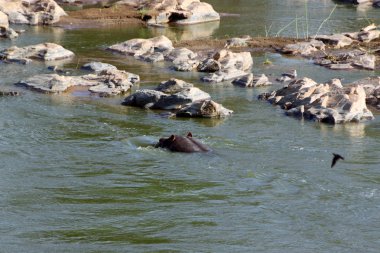 Tsavo Nehri